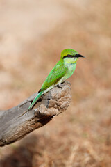 Asian green bee-eater on a branch in Yala National Park, Sri Lanka

