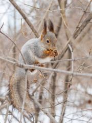 Obraz premium The squirrel with nut sits on tree in the winter or late autumn