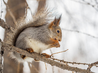 Fototapeta premium The squirrel with nut sits on tree in the winter or late autumn