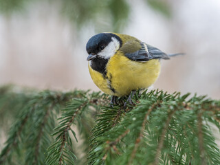 Cute bird Great tit, songbird sitting on the fir branch with snow in winter