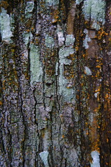 tree bark texture