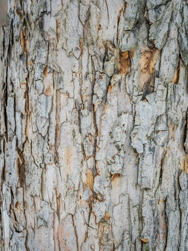The texture of the bark of an old apple tree