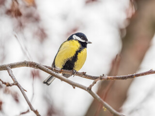 Naklejka premium Cute bird Great tit, songbird sitting on a branch without leaves in the autumn or winter.
