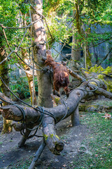 Seattle Zoo Orangatan 4