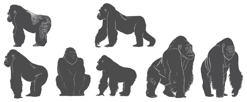 A collection of seven illustrations depicting gorillas in different poses and angles