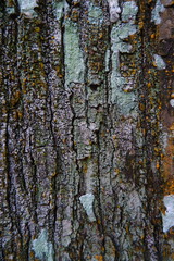 Obraz premium tree bark texture