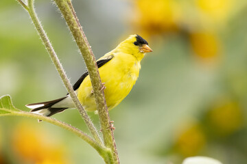 American Goldfinch (Spinus tristis) Bird Perched on Plant Stem in Summer Garden