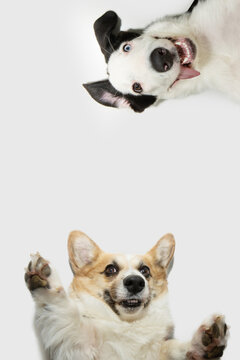 Dog frame. Funny corgi and border collioe puppy dog with crazy and happy expression face posing and asking for a huge. Playful pet isolated on white background. Action moviment