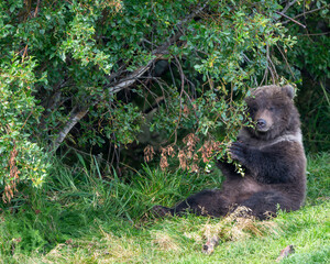 Alaskan brown bear feeding in the woods