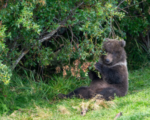 Alaskan brown bear feeding in the woods © Tony Campbell