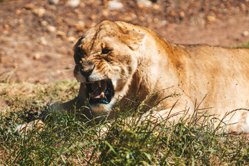 a growling lion
