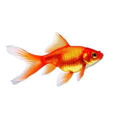 Fototapeta premium Bright gold colored goldfish on transparent background