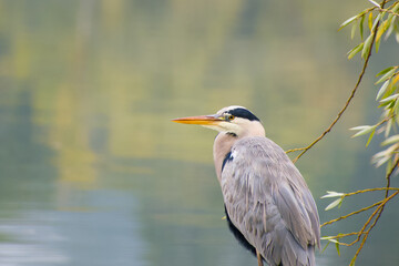 Close-up of grey heron on calm lake with soft morning light