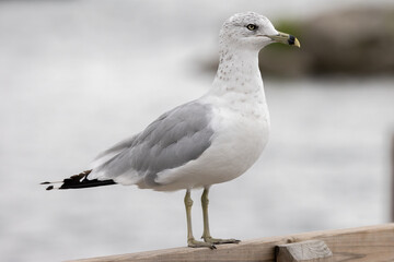 Ring-billed Gull (Larus delawarensis) Bird Standing on Wooden Railing by the Water