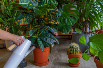 A person watering indoor houseplants. 