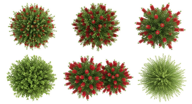 Overhead View Of Six Different Green Shrubs and Red Bottlebrush Plants