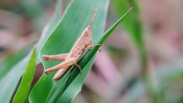 Intense 4K Macro Shot: Brown Slant-faced Grasshopper, Acrida, Defecating (Excreting) on a Bright Green Leaf, Documenting Natural Insect Behavior and Ecology
