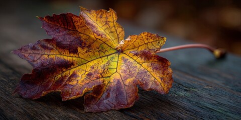 Autumn Maple Leaf with Vibrant Yellow and Red Colors Resting on Wooden Surface