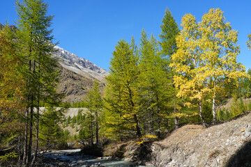 Scenic landscape featuring vibrant autumn foliage with golden and green trees beside a flowing river, framed by majestic mountains under a clear blue sky, showcasing nature's beauty