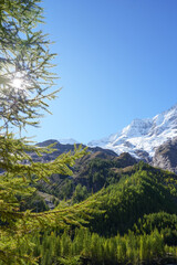Lush green coniferous trees frame a breathtaking view of snow-capped mountains under a clear blue sky, showcasing the beauty of nature and tranquility in the wilderness