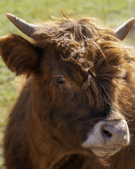 Highland cow with thick shaggy fur and prominent curved horns stands in a grassy field, highlighting its distinctive appearance and rural environment, symbolizing traditional farm life and nature.