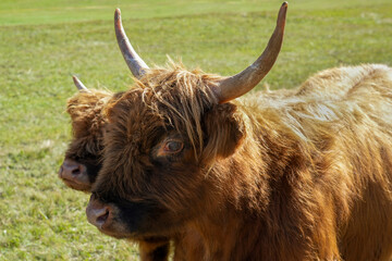 Highland cattle with long horns and shaggy fur grazing in a lush green pasture, showcasing the beauty of nature and rural life in a serene environment