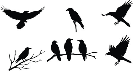 Crow silhouette vector illustration with perched and flying birds on branches, black raven design, wildlife nature art, animal posture concept drawing