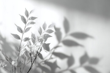 A large shadow of the Monstera leaf projected on a white surface, modern home interior inspiration