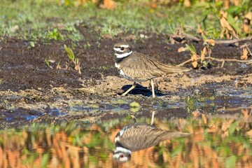  Killdeer walks along shoreline.