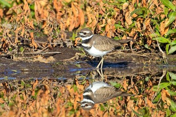   Killdeer casts mirrorlike reflection.
