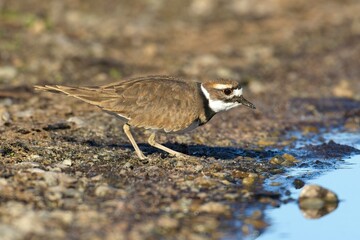  Killdeer walks to water.