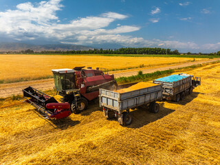 Fototapeta premium Combine harvester efficiently gathers wheat in expansive agricultural field. Two trailers are present, one being filled with golden grain under sunny daytime sky, showcasing industrious mood.