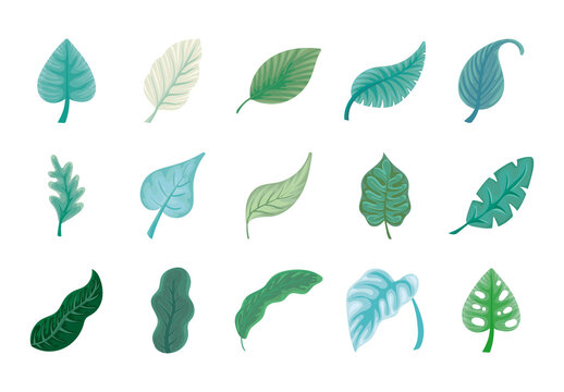 Green Leaves Nature Botanical Jungle Illustrations Set