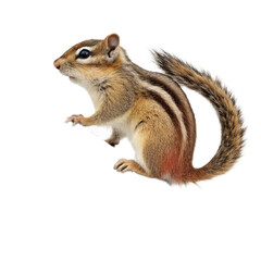 Chipmunk Photograph for Zoology and Educational Use

