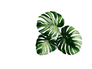 Monstera Shadow Overlay Effect for Natural Tropical Light Design