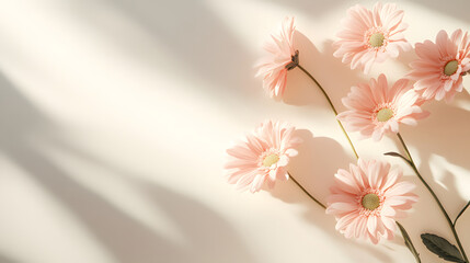 Pink daisies casting soft shadows on light background create serene and minimal spring scene. pastel colors and gentle lighting evoke sense of calm and elegance