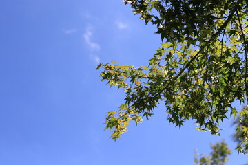 가을의 시작을 알리는 청명한 하늘과 단풍나무