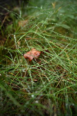Immersive close-up of vibrant green grass with countless dew droplets. Highlighting wet texture, freshness, ecology, natural detail, and shallow depth of field for background use and tranquility.