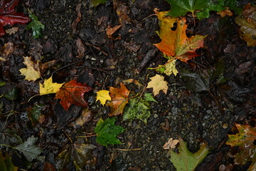 Flat lay of wet, vibrant autumn maple leaves (green, yellow, red, orange) on a dark, moist forest ground. Concept: seasonal change, fall texture, and nature background.
