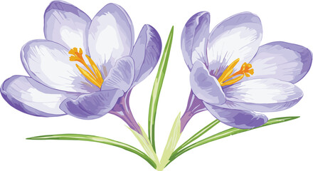 Naklejka premium Vector illustration of blooming crocus flowers with purple and white petals, yellow stamens, botanical spring floral artwork design for decorative background