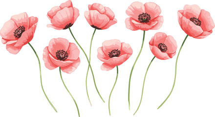 Vector illustration of blooming pink poppy flowers with delicate petals and dark centers, botanical floral artwork design for decorative spring background