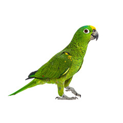 Cute Green Parrot Standing on One Foot, Front-Facing Pose, Isolated on White Background