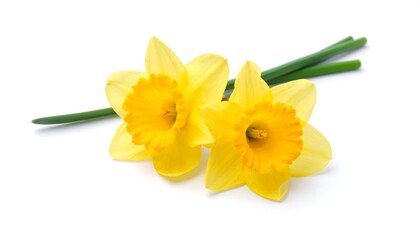 Two daffodils on white background