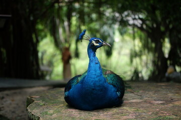 Fototapeta premium peacock in the park