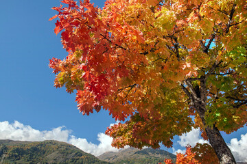 beautiful vibrant colors of  maple tree with leaves illuminated by sunlight with mountain background