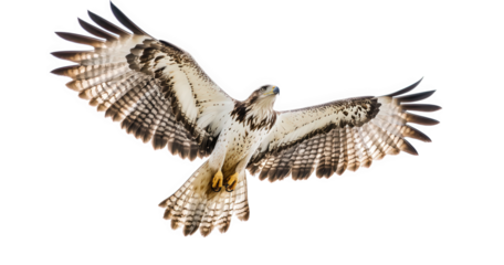 Roughlegged hawk soaring gracefully, isolated on transparent background, displaying its impressive wingspan and plumage in a captivating aerial display against a clean backdrop