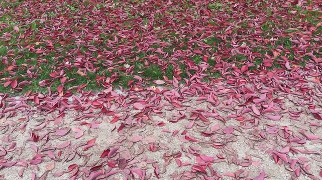  intensiv rotes Herbstlaub einer Zierkirsche
