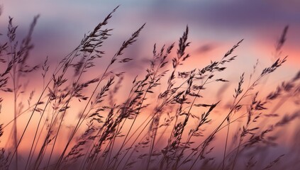 Obraz premium Delicate, wind-swept grass against a dreamy sky of soft pastel colors at dusk