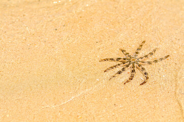 A large starfish on the sandy beach in Koh Samui,Suratthani of Thailand