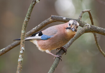 Eurasian jay, (Garrulus glandarius), perched on a branch,  looking at camera